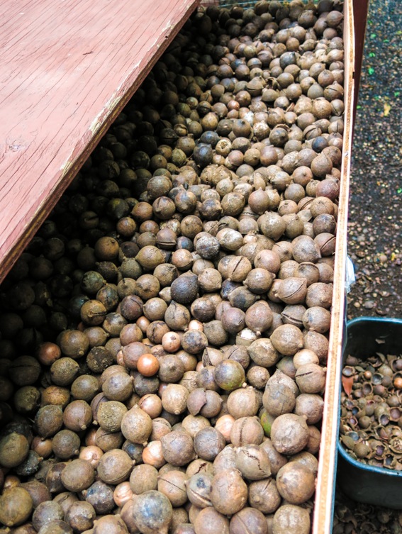 Macadamia är en stenhård nöt som är svår att forcera. Växer företrädesvis i Polynesien.