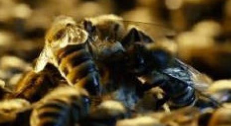 Albert Einstein lär ha sagt att "om alla bin i världen skulle dö ut, är mänskligheten utplånad inom fyra år". 
