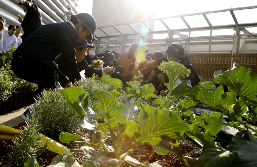 I när anslutning till biodlingen uppe på skydkrapan i Ginza finns det en örtträdgård som skolklasser kan besöka