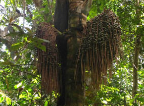 ungurahuraträdet är en palmväxt med många mytiska betydelser hos urbefolkningen