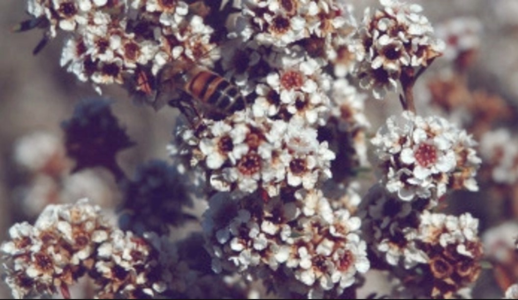 Örten Fragonia växter i torra miljöer i bland annat Australien. Doften påminner om citron och eukalyptus och är en vanlig ingrediens i herrparfymer