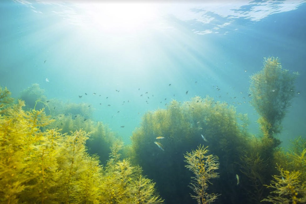 Sjögräs, tång och alger vet sedan urminnes tider hur de ska skydda sig mot UV-strålarna för att överleva. Bild från Aethic