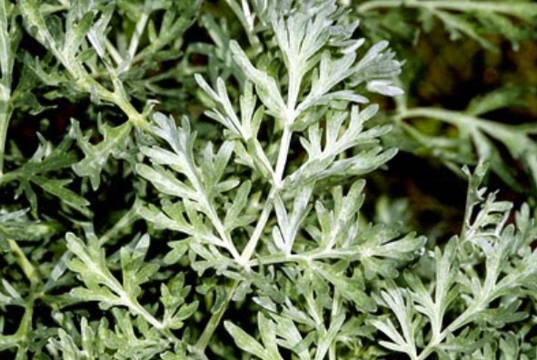 Absinthe wormwood (Artemisia absinthium) är nära släkt med malört