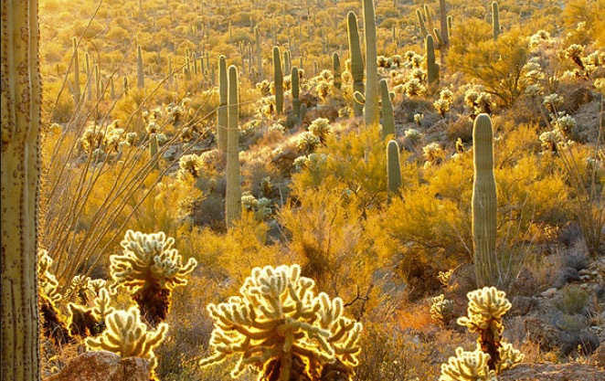Sonoran är ett unikt ökenområde som ligger nära Tucson i Arizonona. Bild: Wildnatureimages