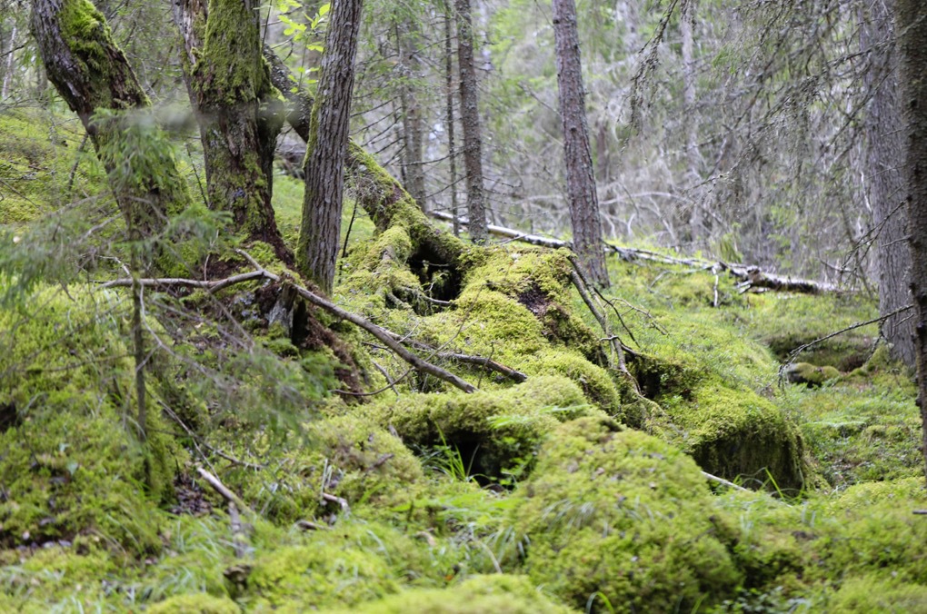 Mossa finns det gott om i de svenska skogarna! 