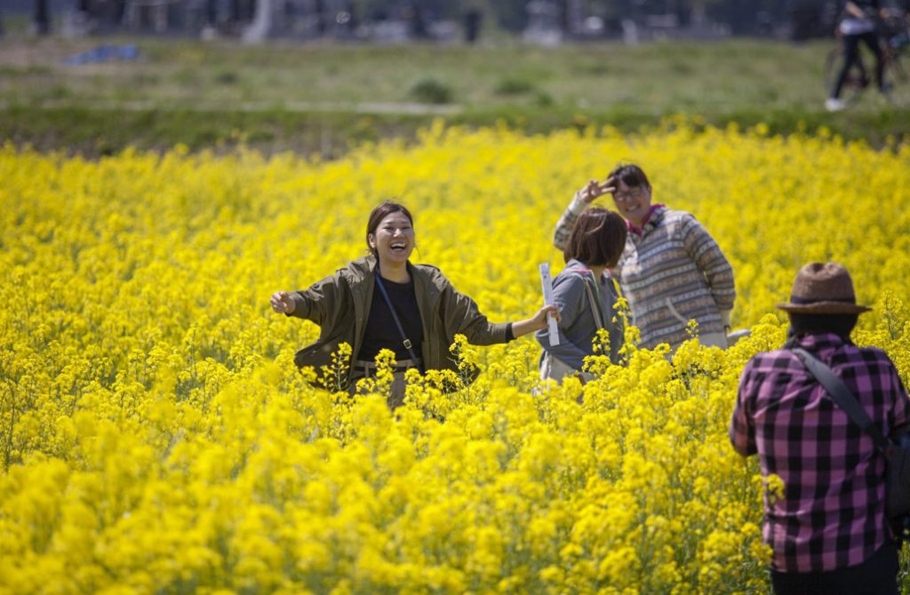 Lush köper rapsolja från det kärnkraftsdrabbade området Minamisoma som ligger tre kilometer från Fukushima